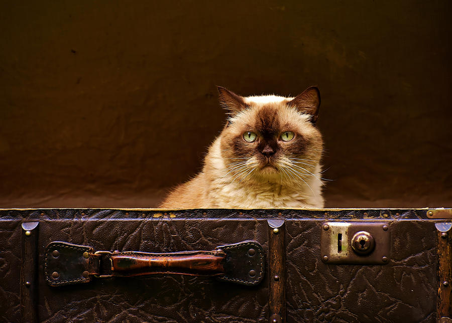 Cat Photograph - Luggage Cat by Cross Version