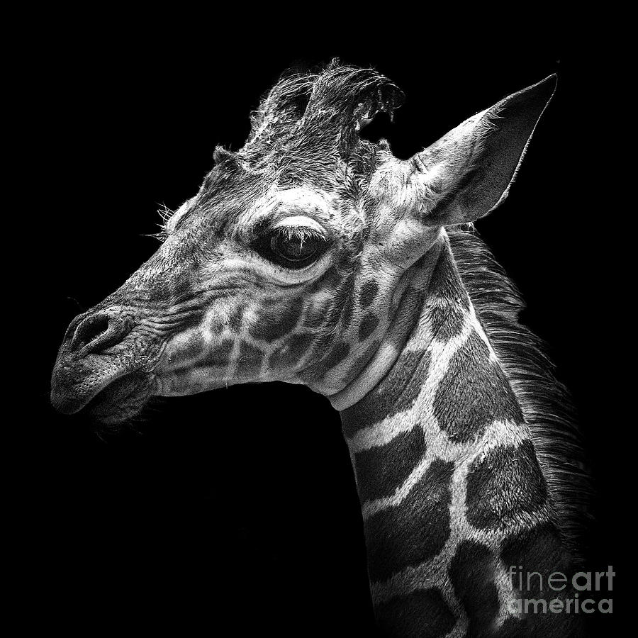 Lulu-Giraffe Photograph by Sonya Lang