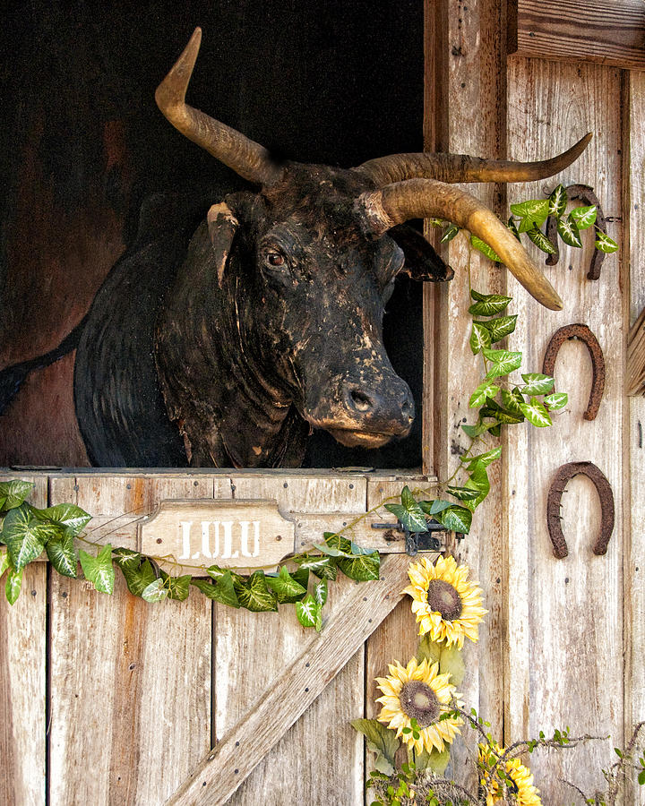 Lulu the Three-Horned Cracker Cow Photograph by Mitch Spence