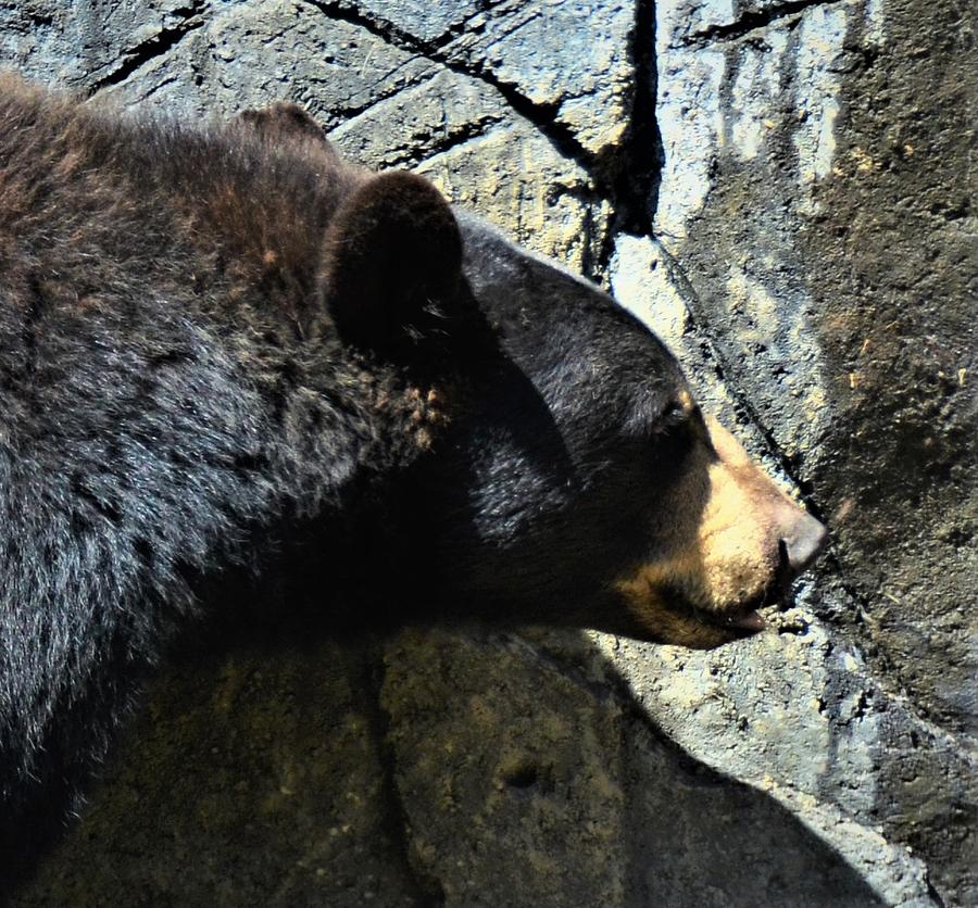 Lumbering Bear Photograph by Chuck Brown