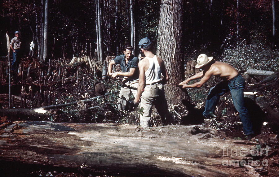 Lumberjacks at Work Photograph by Paul Ward