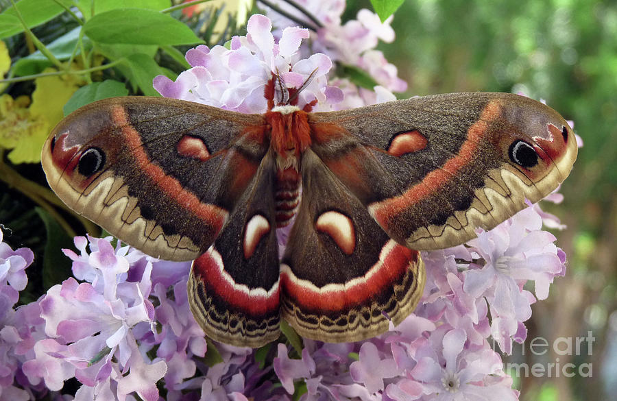 Lumer Moth Photograph by Georgia Sheron