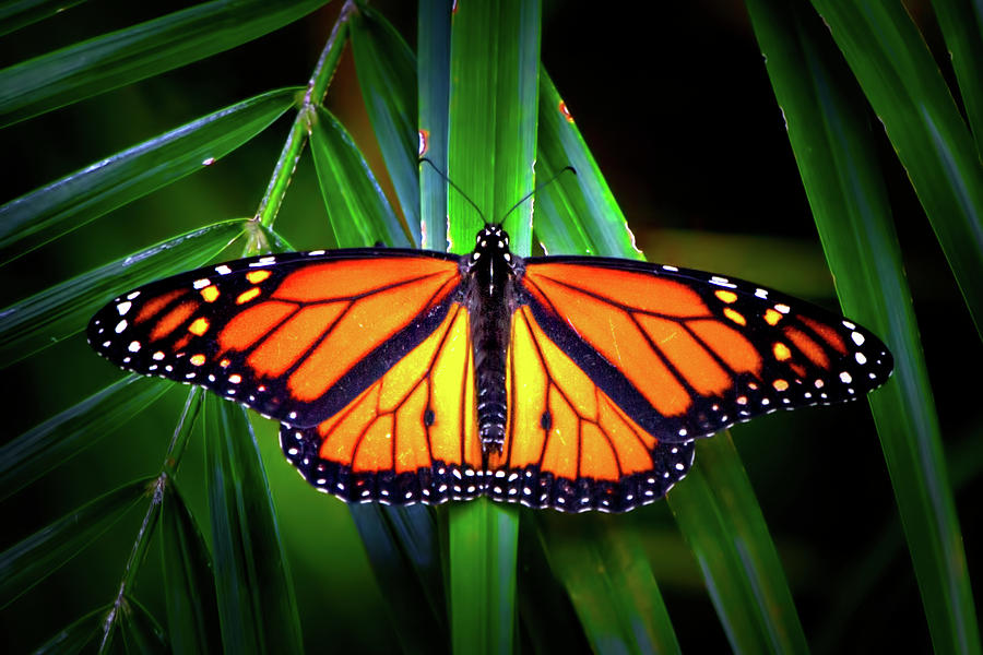 Luminescent Monarch Photograph by Mark Andrew Thomas