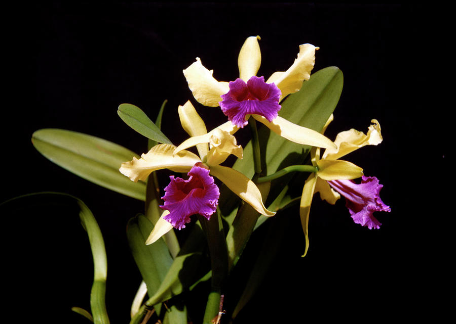 Luminosa Aurea Orchid Vintage Photograph by Marilyn Hunt