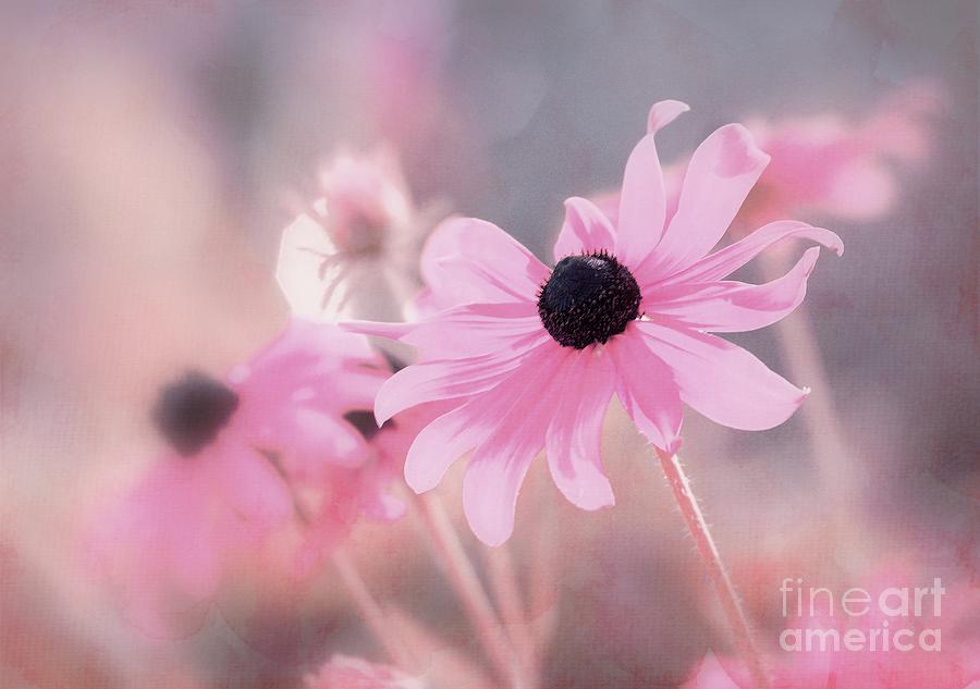 Flower Photograph - Luminous - 29bt01 by Variance Collections