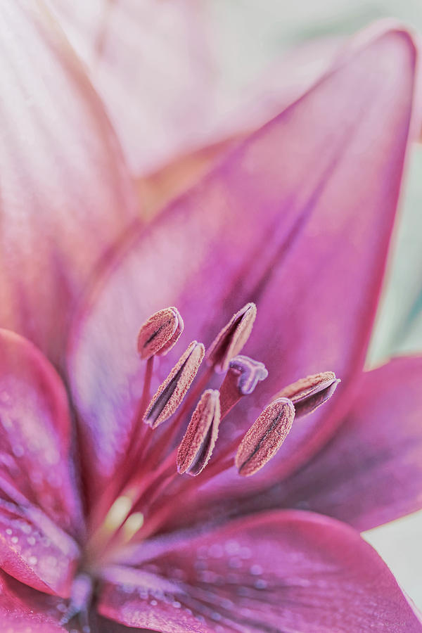 Lily Photograph - Luminous Day Lily Flower  by Jennie Marie Schell