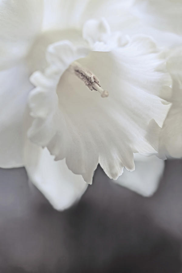 Luminous Ivory Daffodil Flower Photograph by Jennie Marie Schell