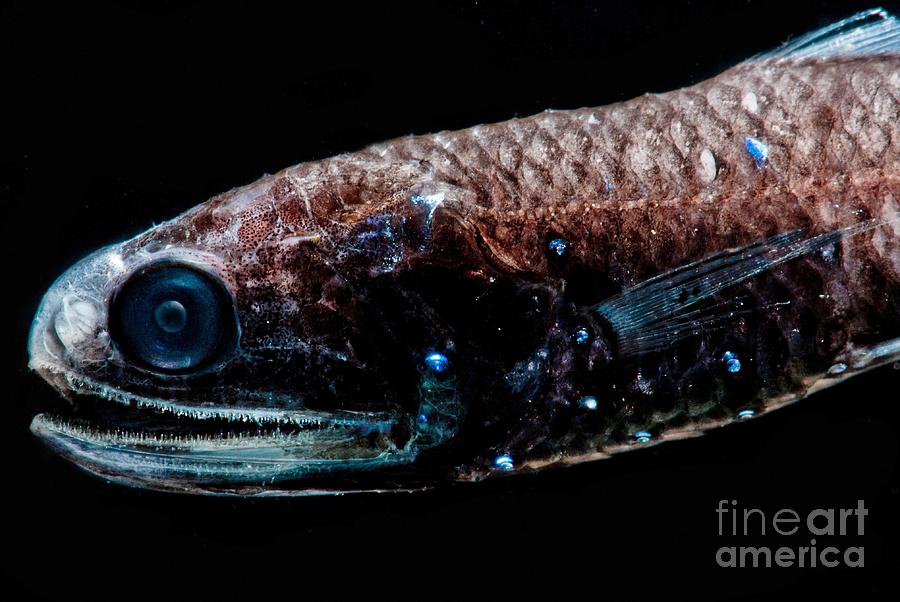 Luminous Lanternfish Photograph by Danté Fenolio