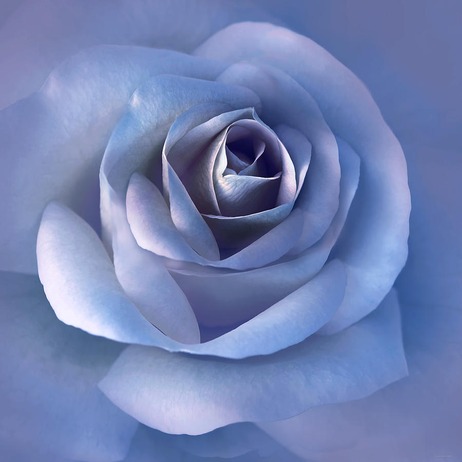 Summer Photograph - Luminous Lavender Rose Flower by Jennie Marie Schell