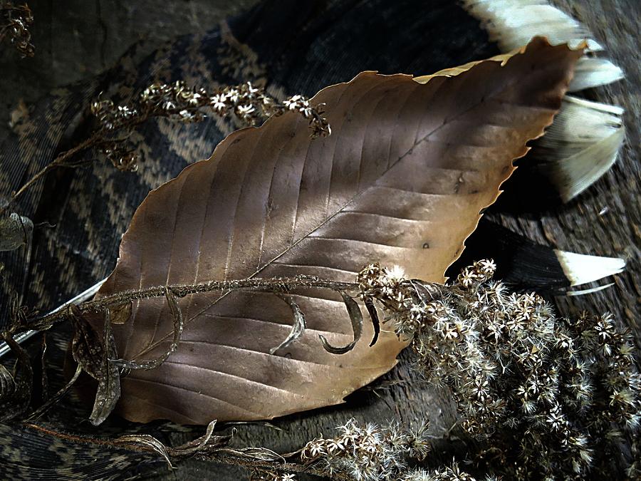 Luminous Leaf Photograph by Phyllis Meinke