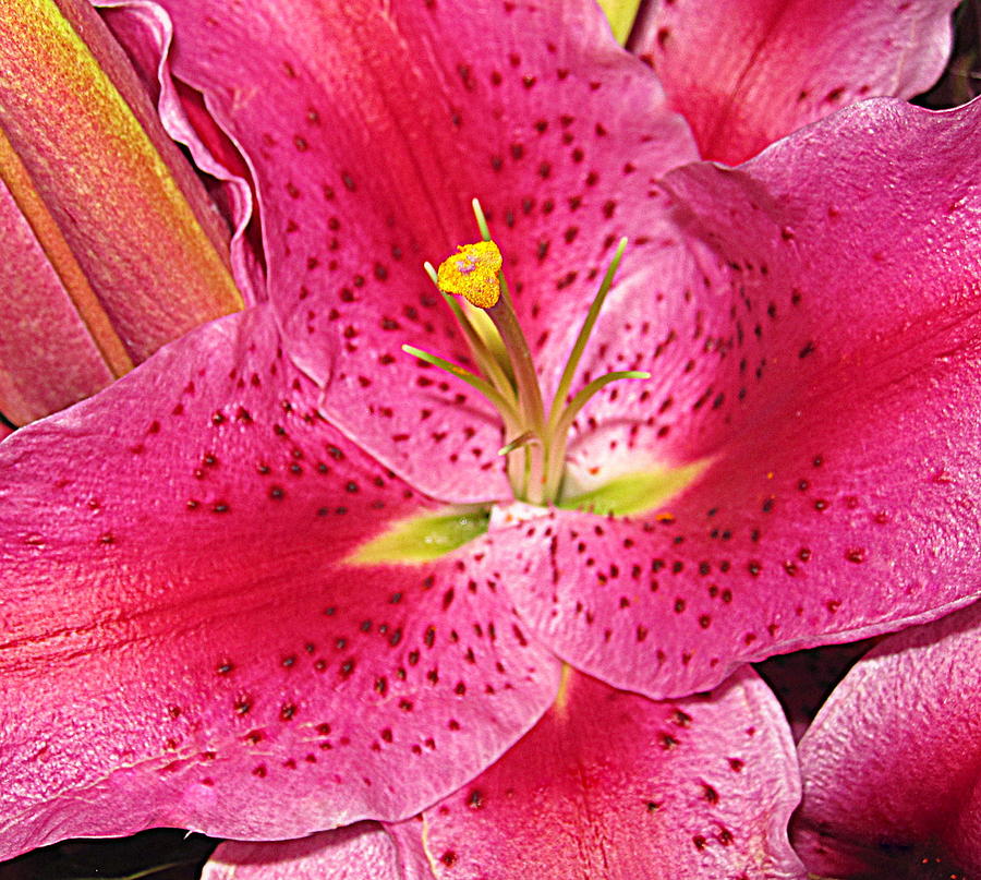 Flower Digital Art - Luminous Lily by Bonita Brandt