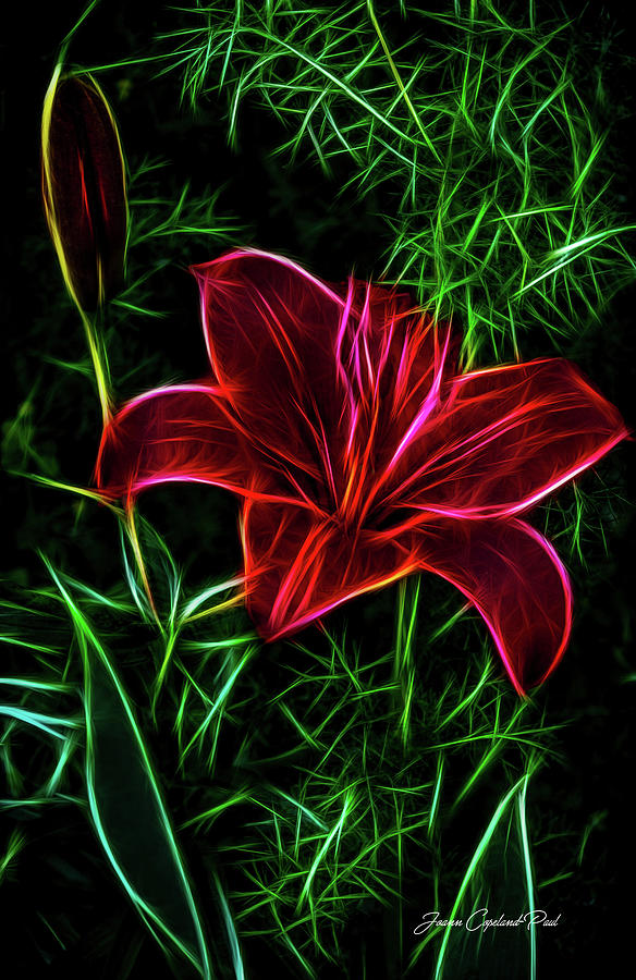Luminous Lily Photograph by Joann Copeland-Paul