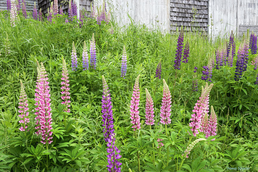 Lupine Cones and Weathered Shakes by Expressive Landscapes Nature Photography Lupine Cones and Weathered Shakes by Expressive Landscapes Nature Photography