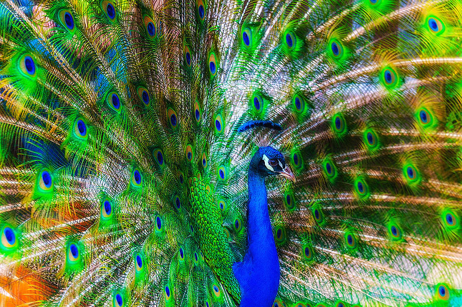 Luminous Peacock Photograph by Harry Spitz