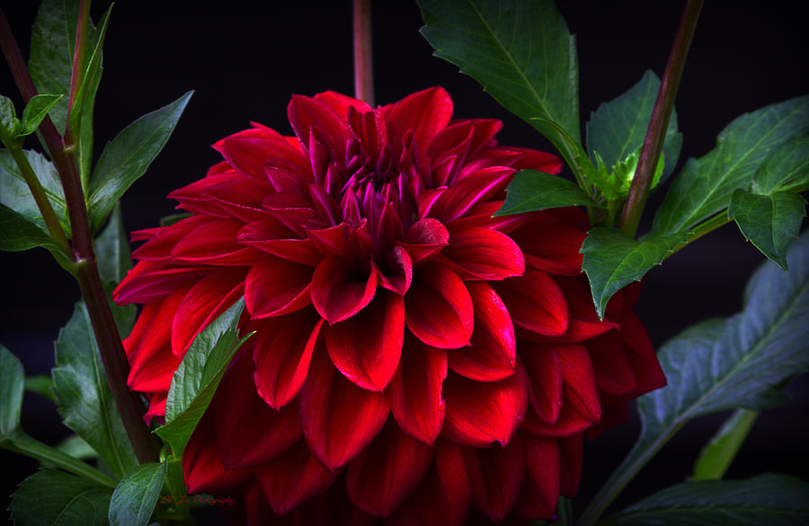 Luminous Red Dahlia Photograph by Jeanette C Landstrom