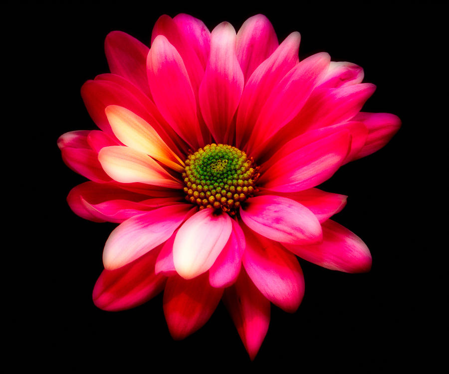 Daisy Photograph - Luminous Red Daisy by George Oze