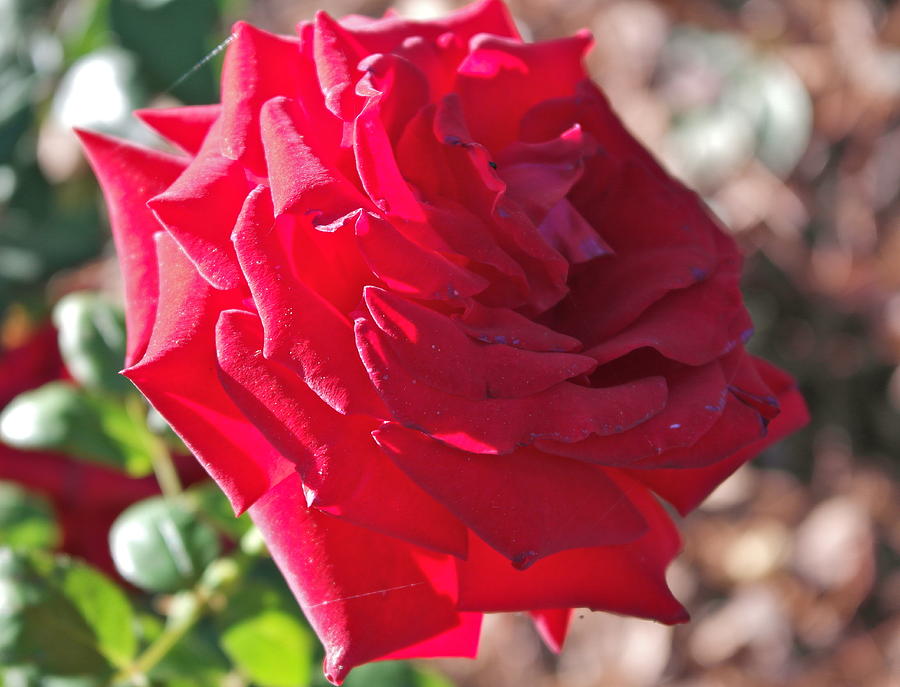 Luminous Red Rose Morning  Photograph by Michele Myers