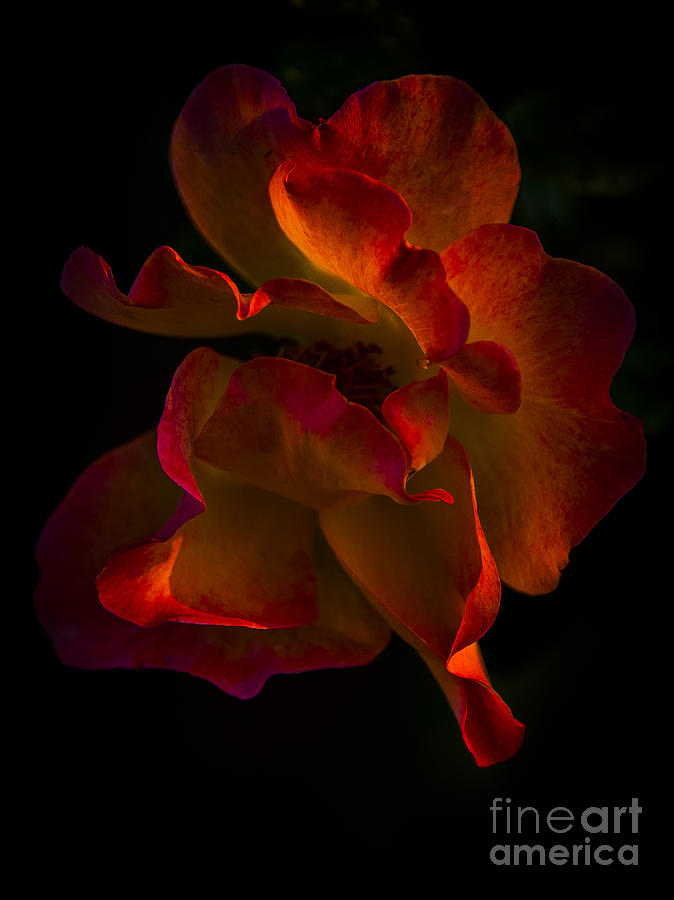 Luminous Rose Photograph