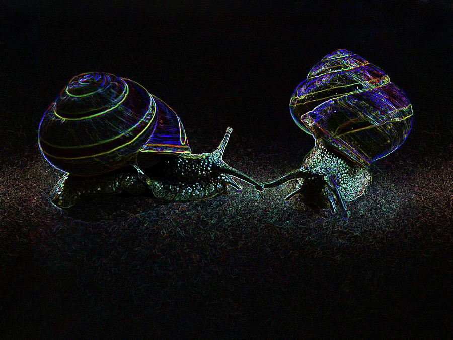 Luminous Snails Photograph