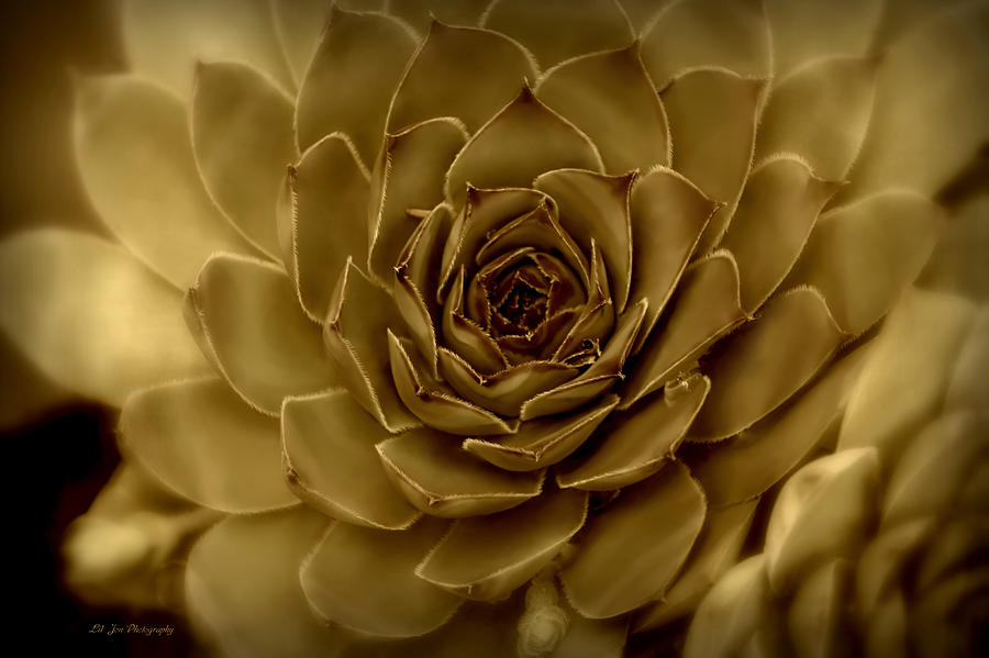 Luminous Succulent Photograph by Jeanette C Landstrom