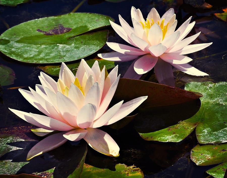 Luminous Water Lilies Photograph by Marion McCristall