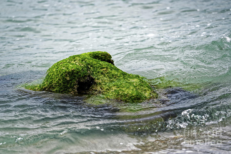 Lumot Moss Seal Photograph by Paul Mashburn