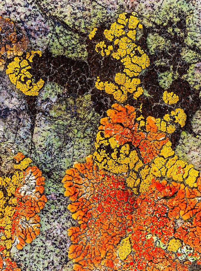 Lumpy Lichen Photograph by Jean Noren