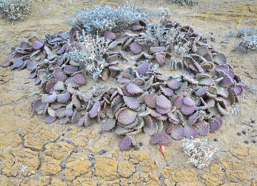 Luna Mesa Cacti Pod Photograph by Ray Mathis