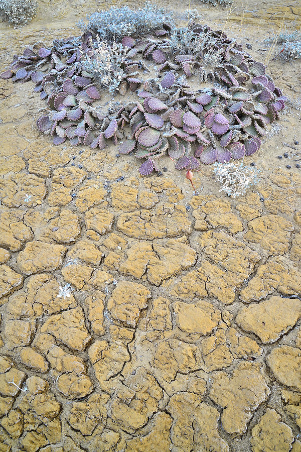 Luna Mesa Cacti Photograph by Ray Mathis
