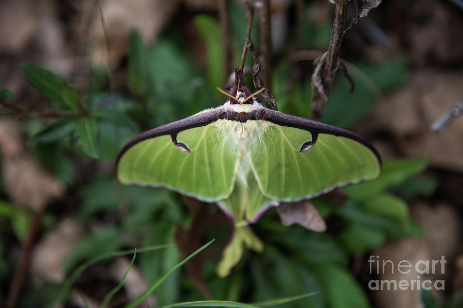 Luna Moth Photograph by Anita Faye