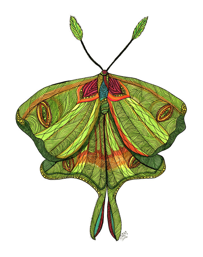 luna moth drawing