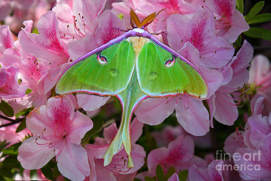 Luna Moth Photograph by Barbara Teller