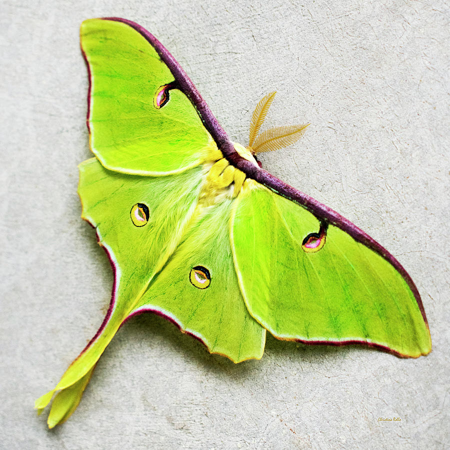 Luna Moth Photograph by Christina Rollo