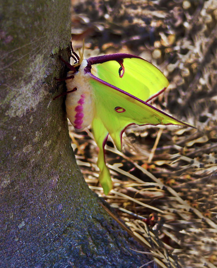 Luna Moth Close Side View Photograph by Sandi OReilly