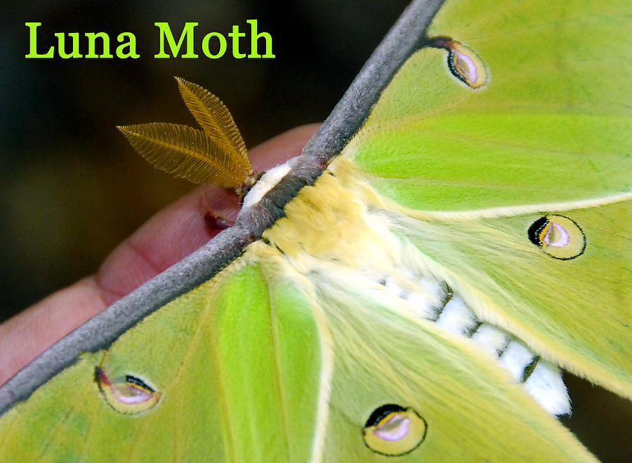 Luna Moth close up Photograph by David Lee Thompson