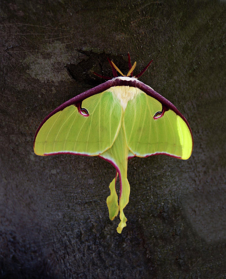 Luna Moth Close Up Photograph By Sandi Oreilly