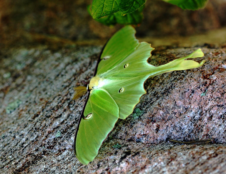 Luna Moth Photograph by Debbie Oppermann