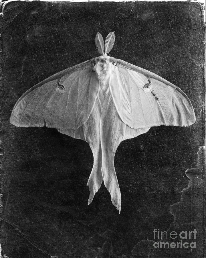 Luna Moth  Photograph by Edward Fielding