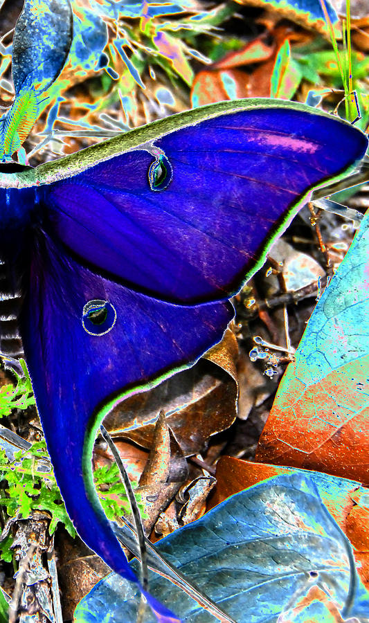 Luna Moth false color work one Photograph by David Lee Thompson