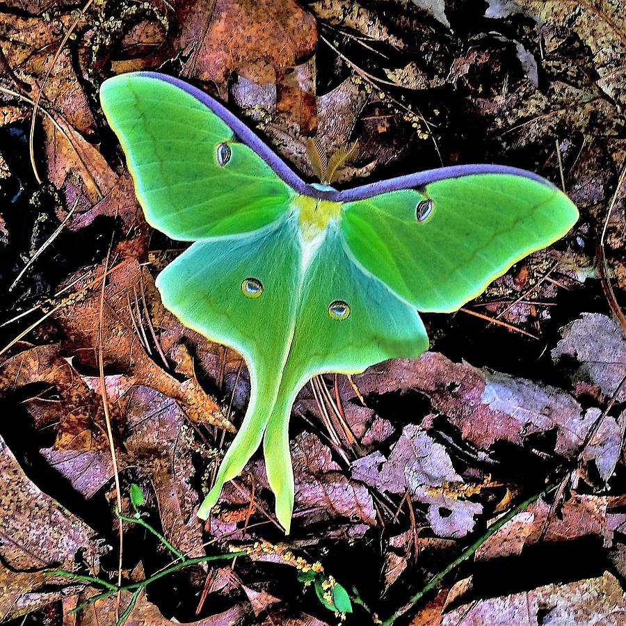 Luna Moth Photograph by Gary Edward Jennings