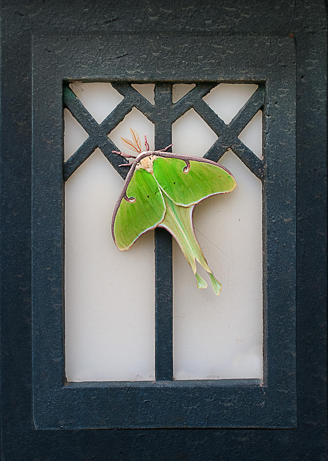 Luna Moth Photograph by Greg Waters