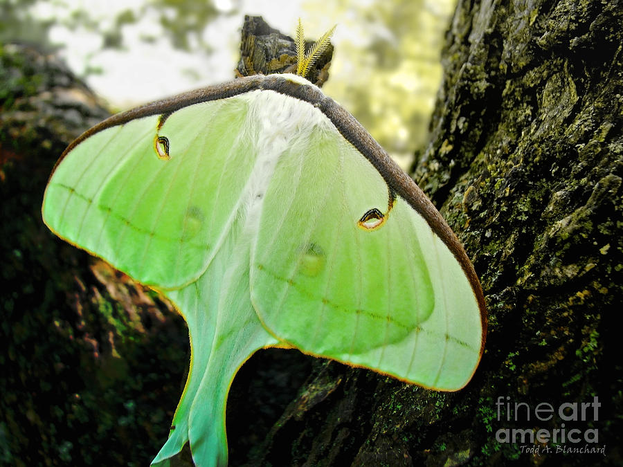 Luna Moth No. 3 Photograph by Todd Blanchard