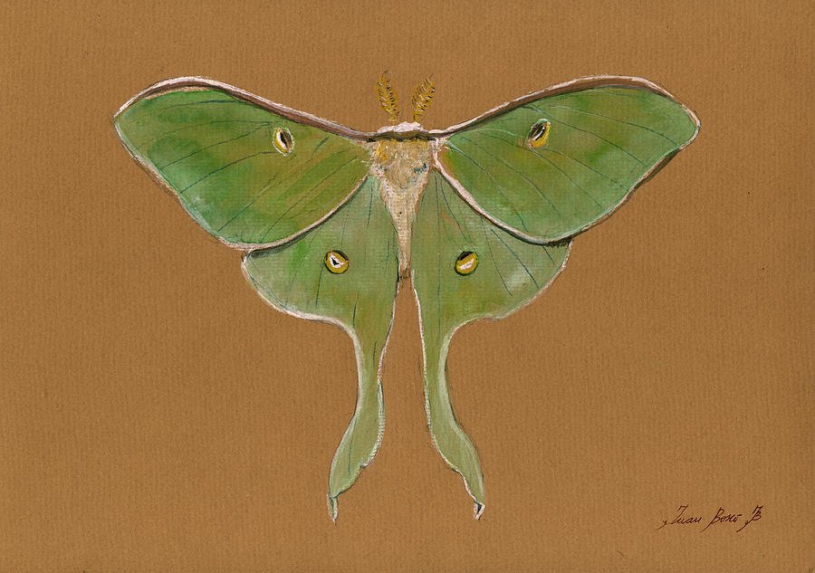 Luna Moth Painting - Luna moth by Juan Bosco