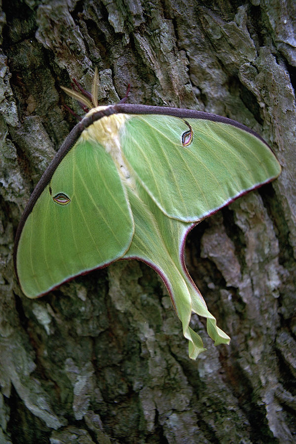 Butterfly Photograph - Luna Moth by Marie Hicks