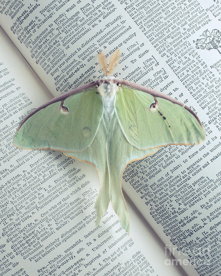 Butterfly Photograph - Luna Moth on Book by Edward Fielding