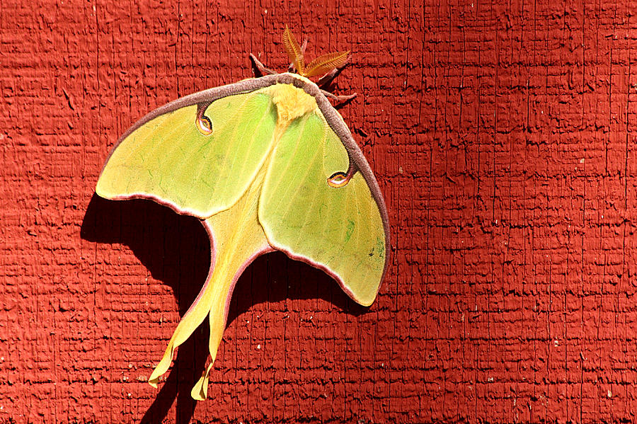 Luna Moth on Red Barn Photograph by Sheila Brown