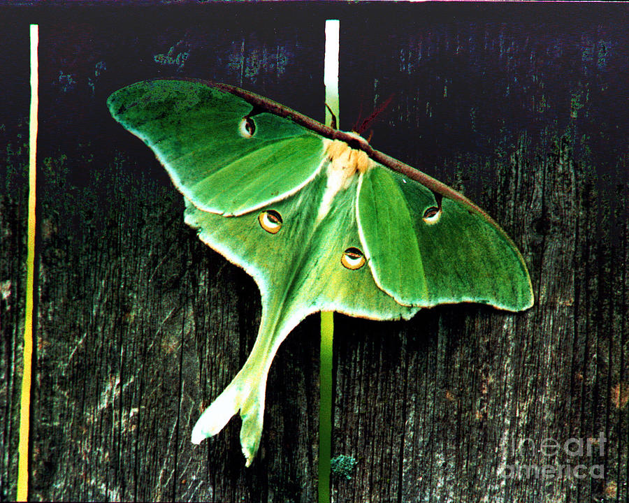 Butterfly Photograph - Luna Moth by Rex E Ater