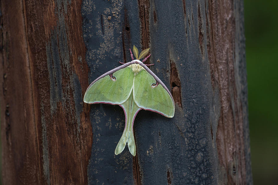 Luna Moth Photograph by Ronnie Maum