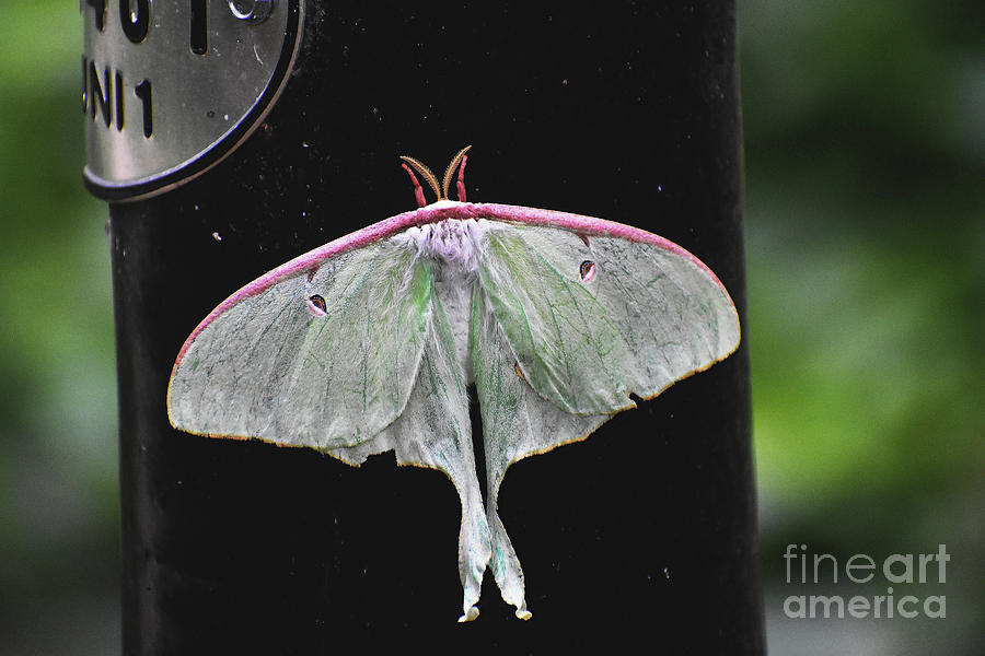 Luna Moth Spring Margins Photograph by Skip Willits