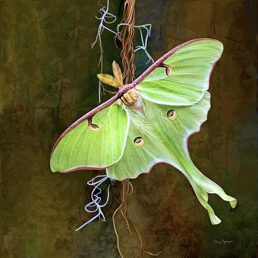 Luna Moth Digital Art by Thanh Thuy Nguyen